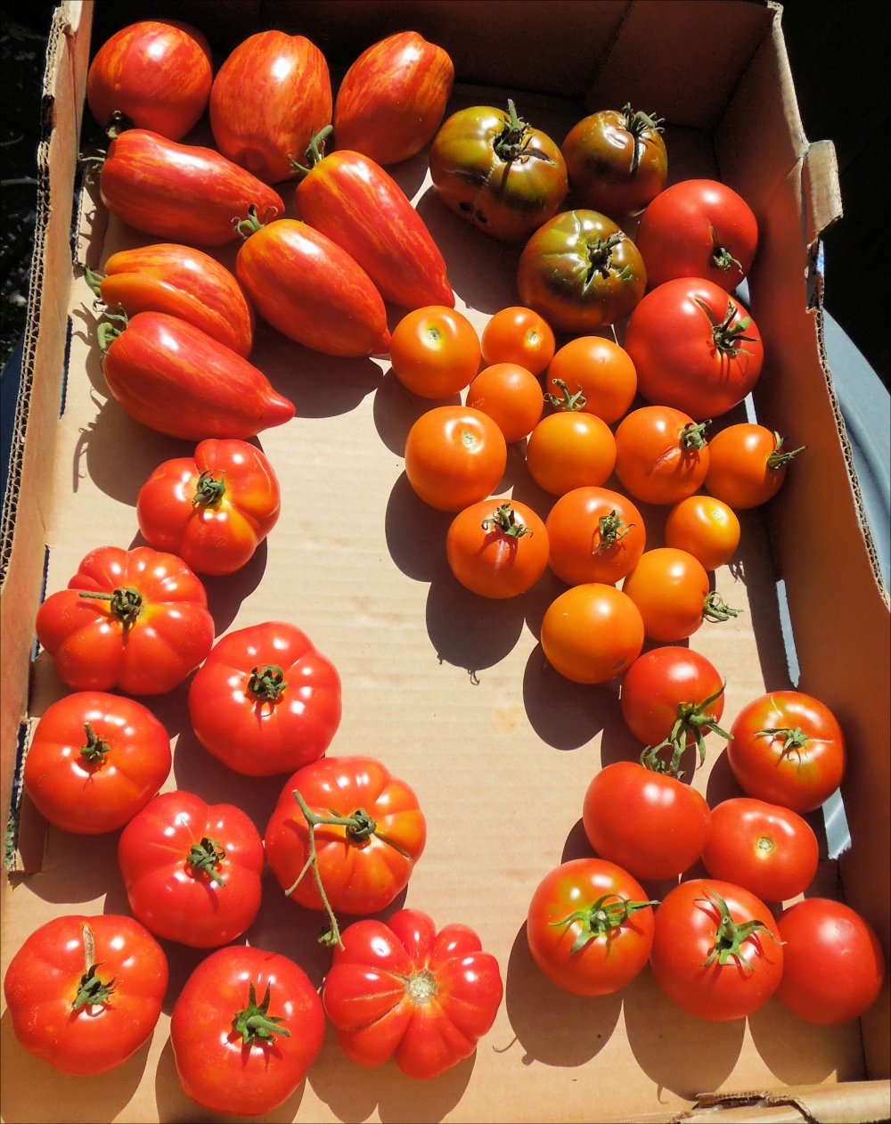 tomatoes 180802.JPG